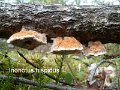 Inonotus hispidus-amf1556